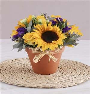 Sunshine in a Ceramic Pot
