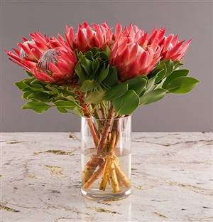 Royal King Protea Display