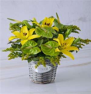 Gorgeous Green And Gold Lilies
