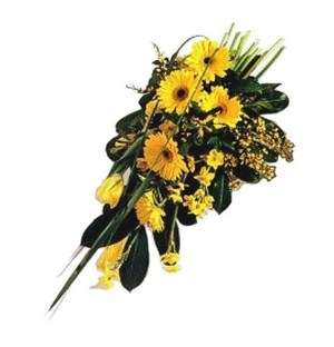 Golden Gerbera