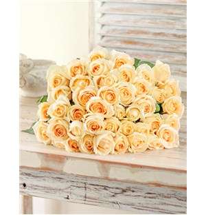 Cream Roses