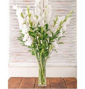 SGNETSP574 White Gladiolus in a Glass Vase