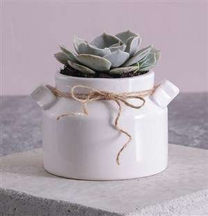 Shell Succulent in a Mini Milk Can Planter