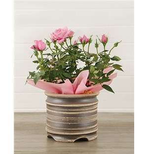 14cm Potted Rose Plant