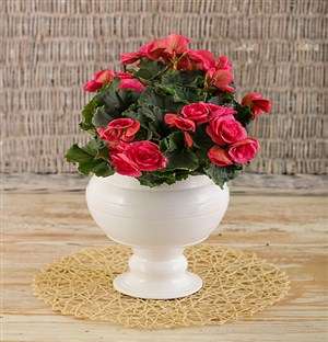 Begonia in glazed pot