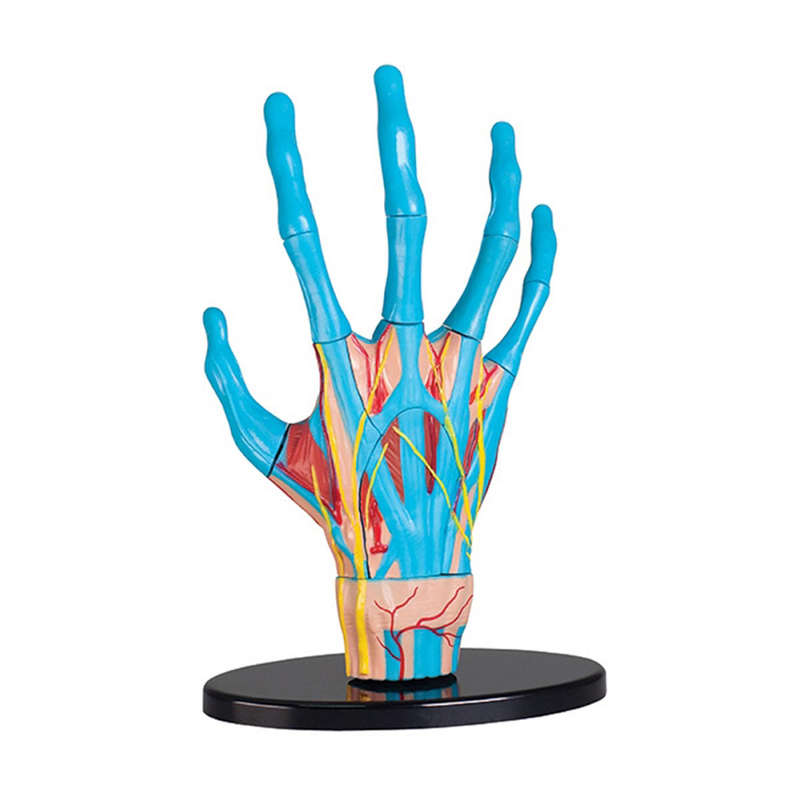 Edu-Toys - Anatomy Model - Hand - 23pcs