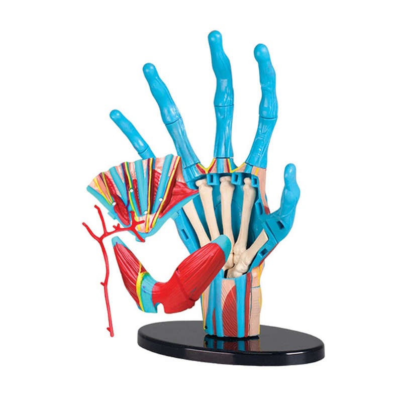 Edu-Toys - Anatomy Model - Hand - 23pcs