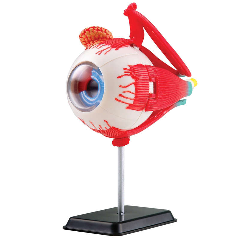 Greenbean - Anatomy Model - Eyeball - 31pcs