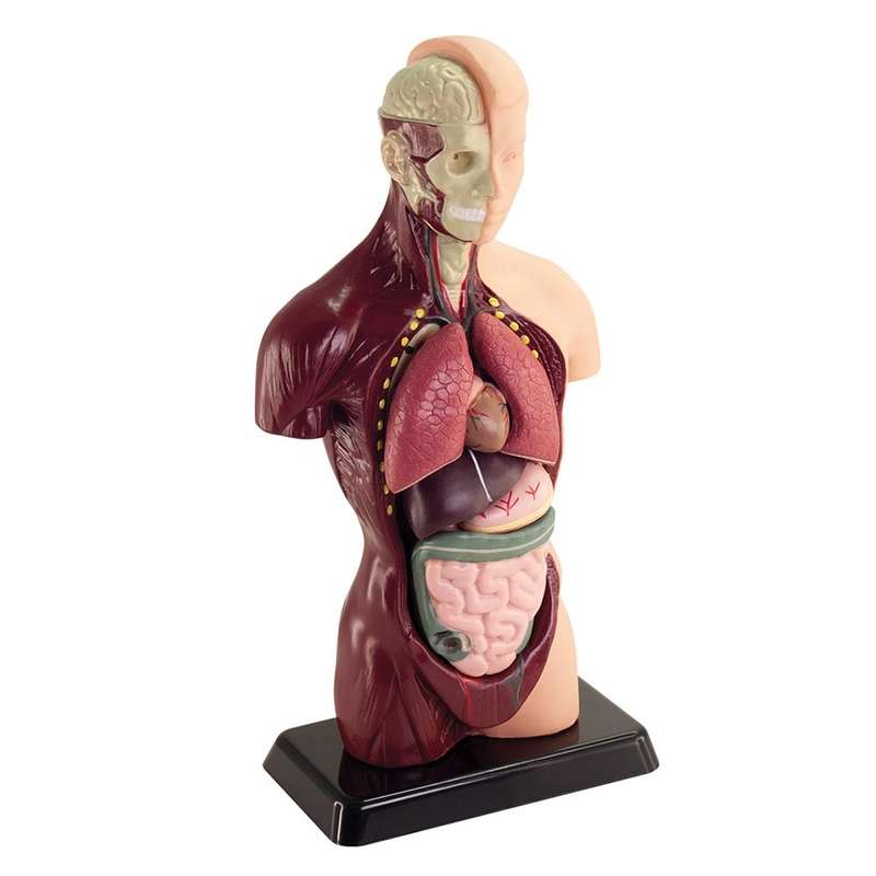 Greenbean - Human Anatomy Model 27cm 8pcs
