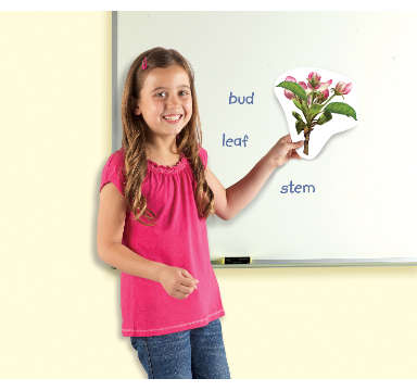Learning Resources - Giant Magnetic - Plant Life Cycles