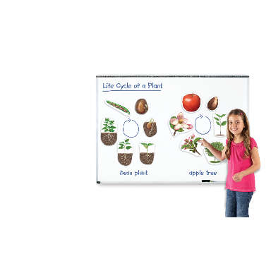 Learning Resources - Giant Magnetic - Plant Life Cycles