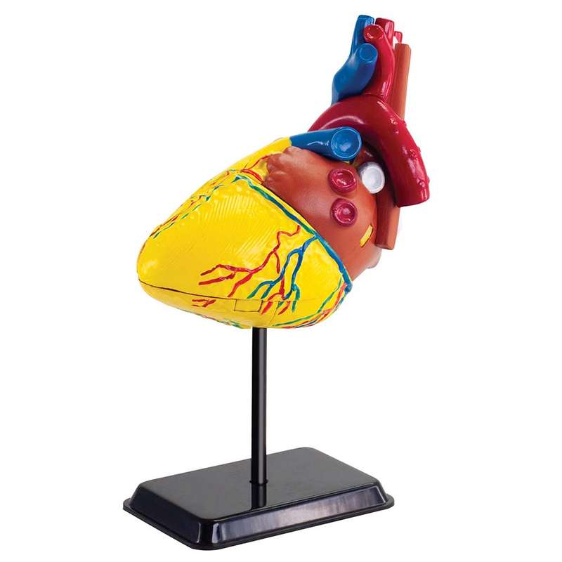 Edu-Toys - Anatomy Model - Heart - 31pcs