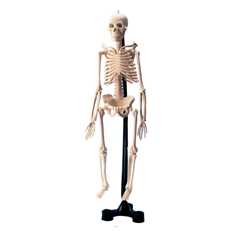 Greenbean Science - Mini Skeleton