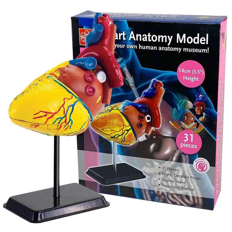 Edu-Toys - Anatomy Model - Heart - 31pcs