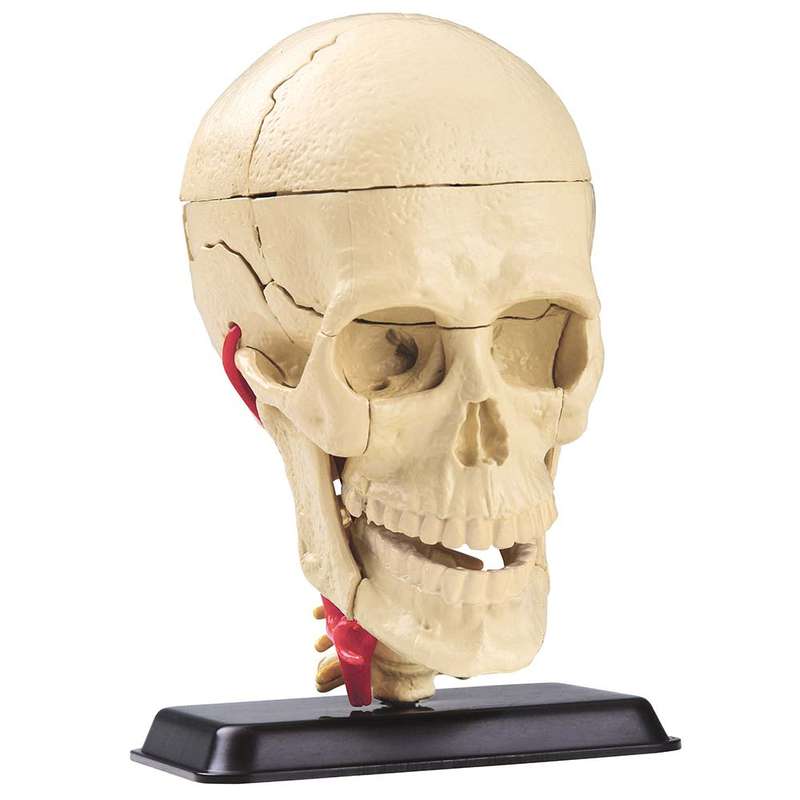 Edu-Toys - Anatomy Model - Cranial Nerve Skull - 39pcs