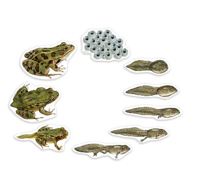 Learning Resources - Giant Magnetic - Frog Life Cycle