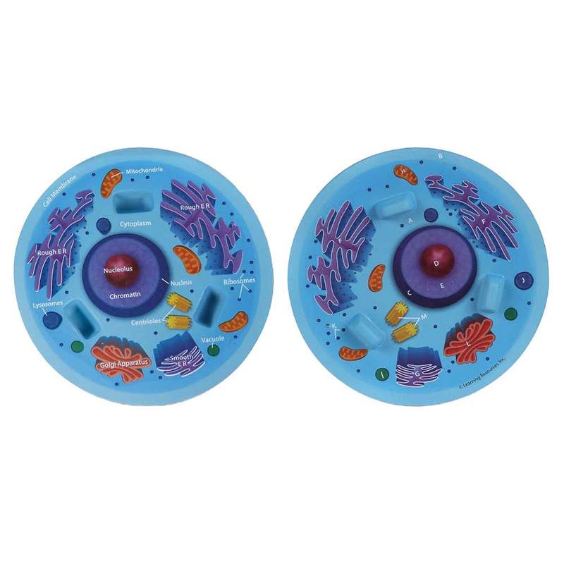 Learning Resources - Cross-Section Animal Cell Model