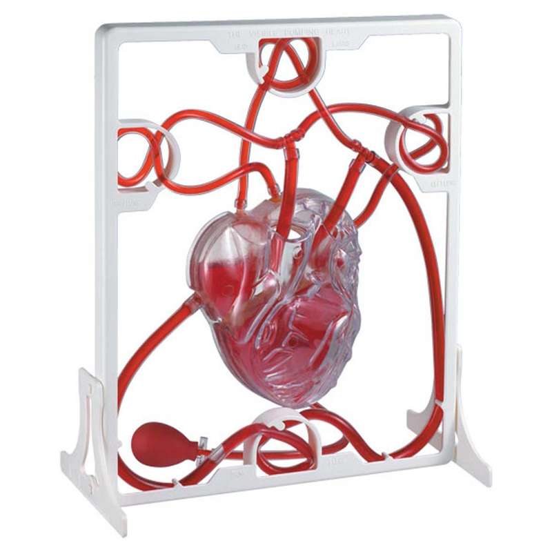 Edu-Toys - Pumping Heart