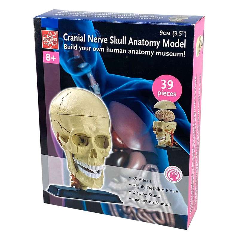 Edu-Toys - Anatomy Model - Cranial Nerve Skull - 39pcs