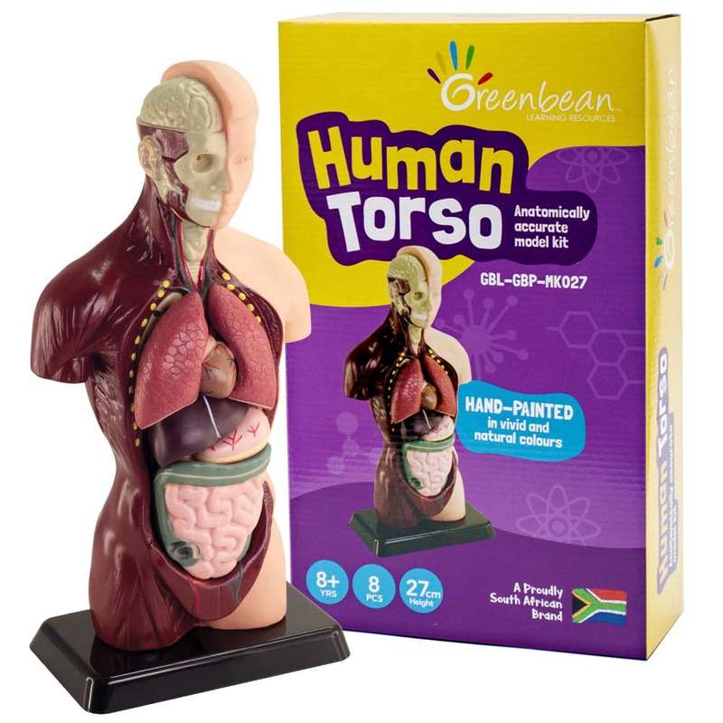 Greenbean - Human Anatomy Model 27cm 8pcs