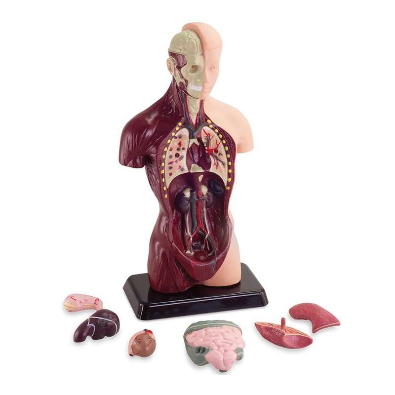 Greenbean - Human Anatomy Model 27cm 8pcs
