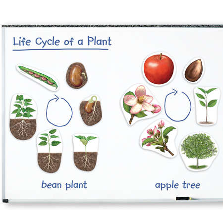 Learning Resources - Giant Magnetic - Plant Life Cycles