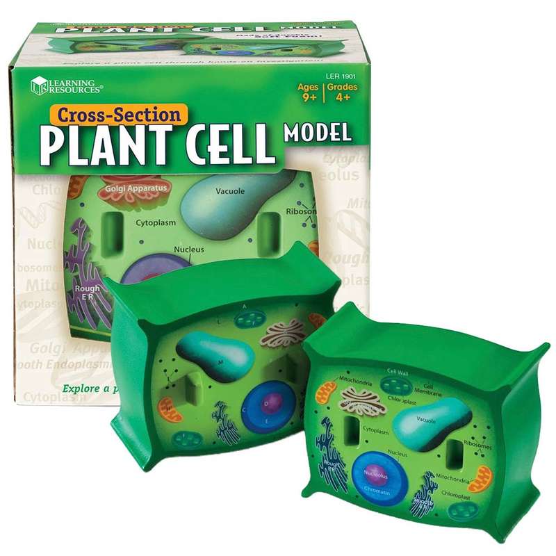 Learning Resources - Cross-Section Plant Cell Model