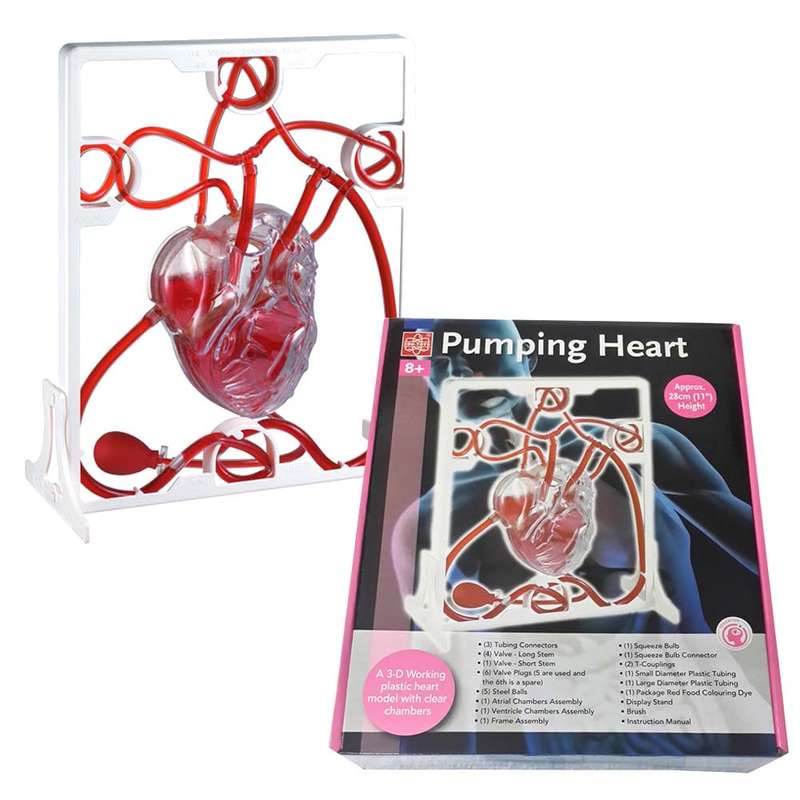 Edu-Toys - Pumping Heart