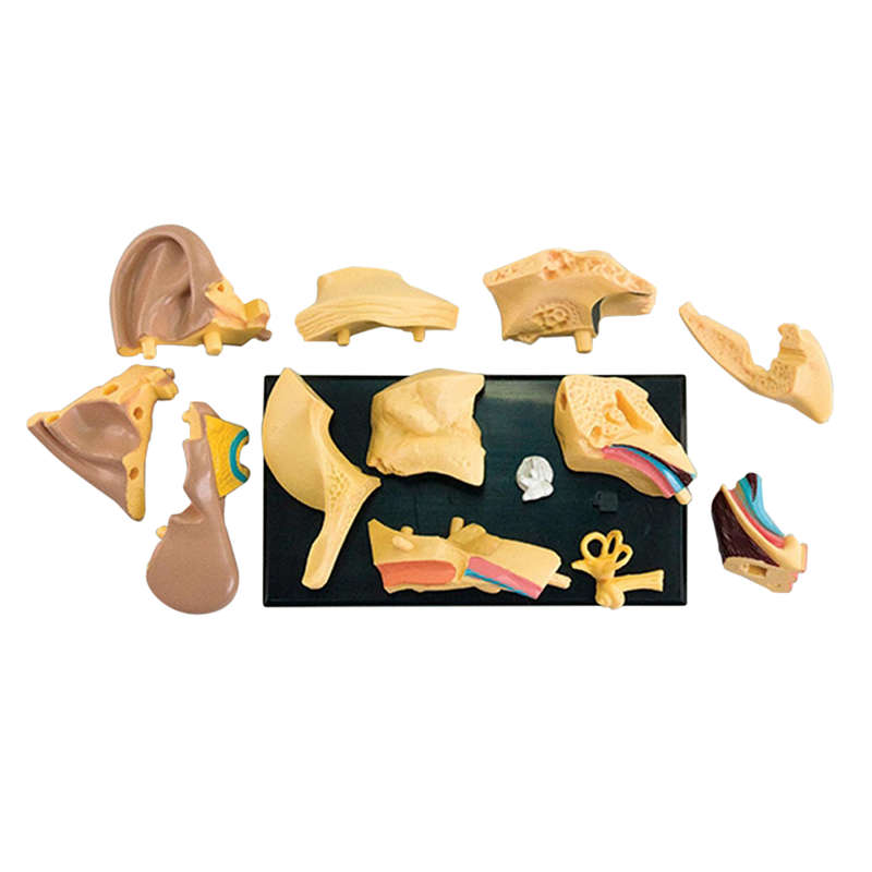 Edu-Toys - Anatomy Model - Ear - 14pcs