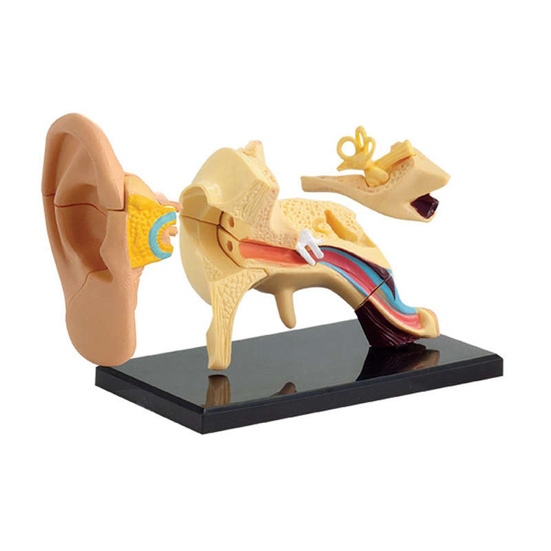 Edu-Toys - Anatomy Model - Ear - 14pcs