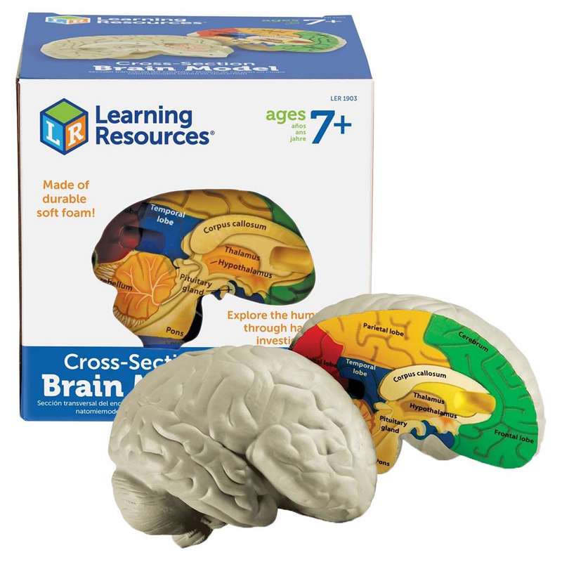 Learning Resources - Cross - Section Brain Model