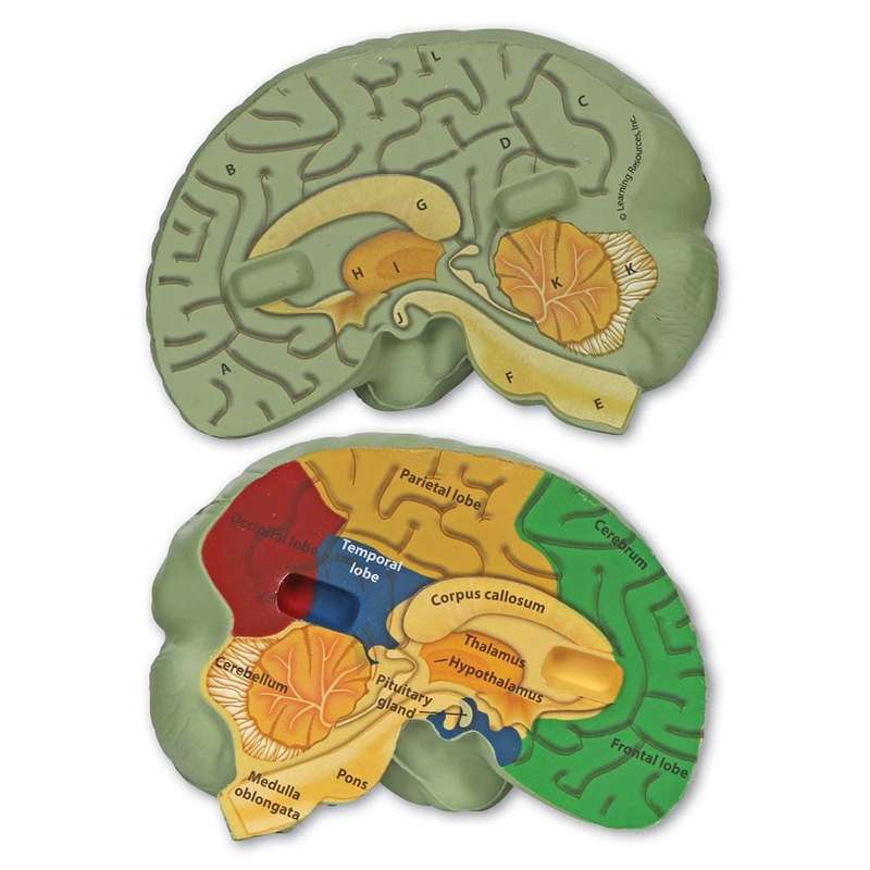 Learning Resources - Cross - Section Brain Model