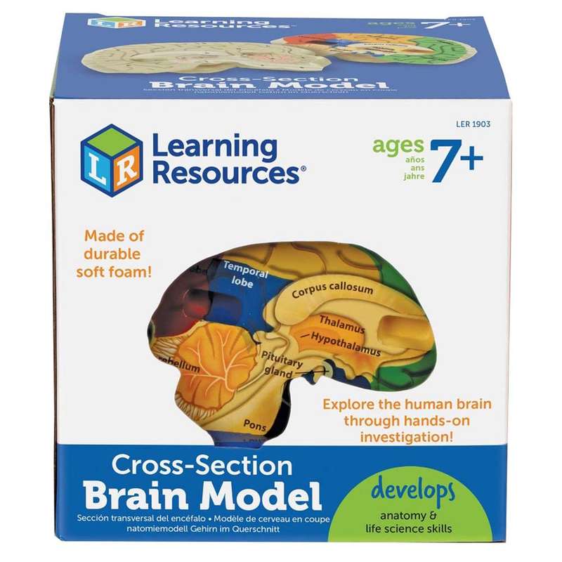 Learning Resources - Cross - Section Brain Model