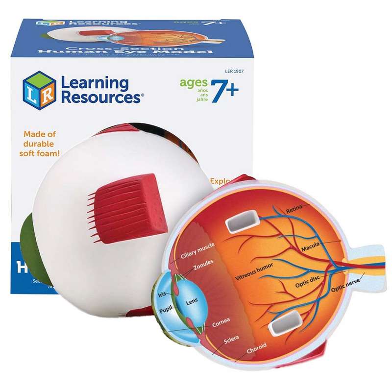 Learning Resources - Cross-Section Eye Model