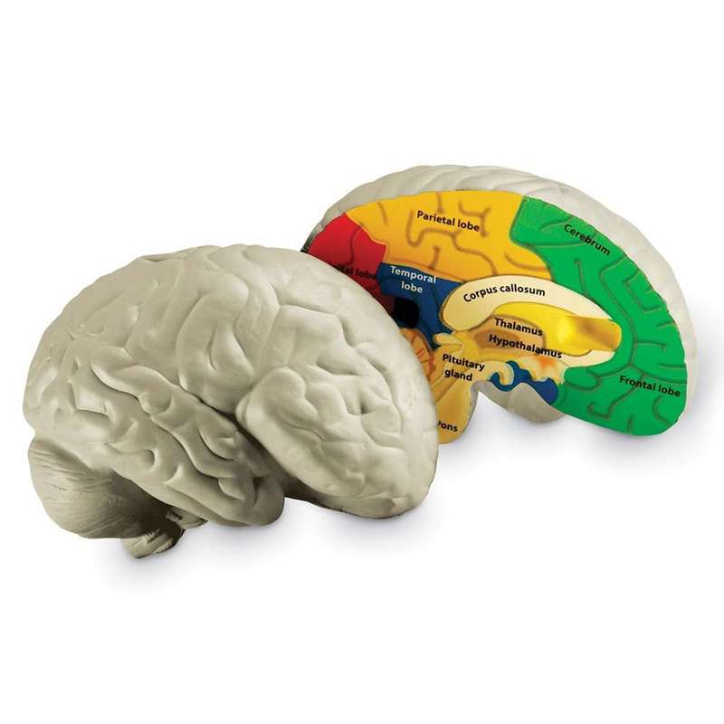 Learning Resources - Cross - Section Brain Model