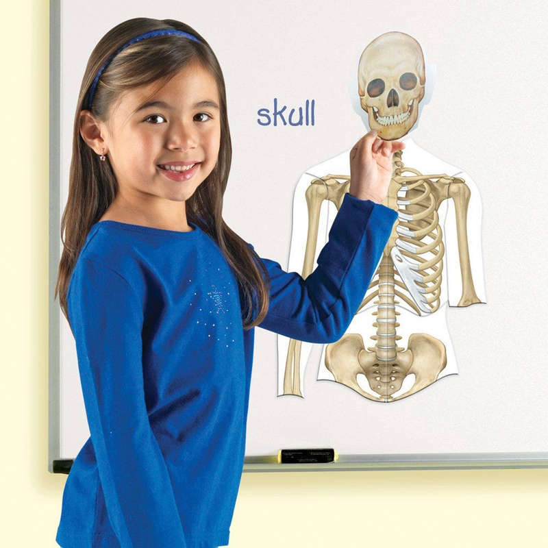 Learning Resources - Double Sided Magnetic Human Body Demonstration Set