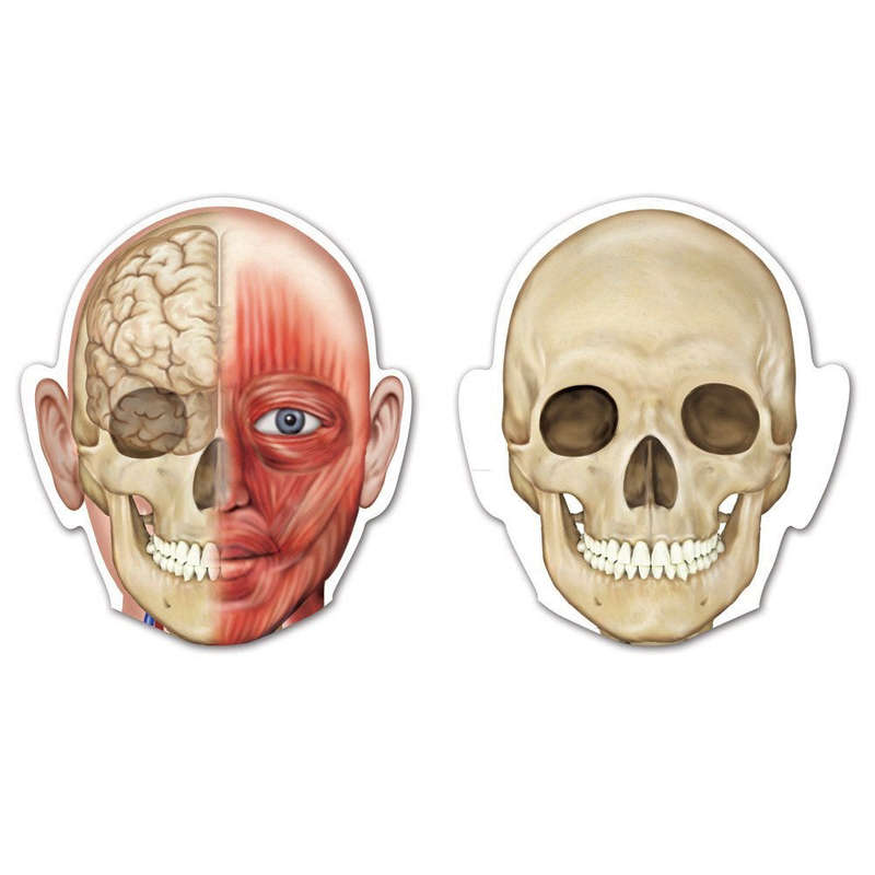 Learning Resources - Double Sided Magnetic Human Body Demonstration Set