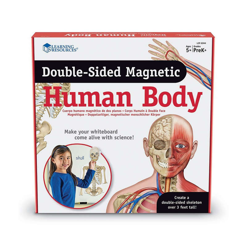 Learning Resources - Double Sided Magnetic Human Body Demonstration Set
