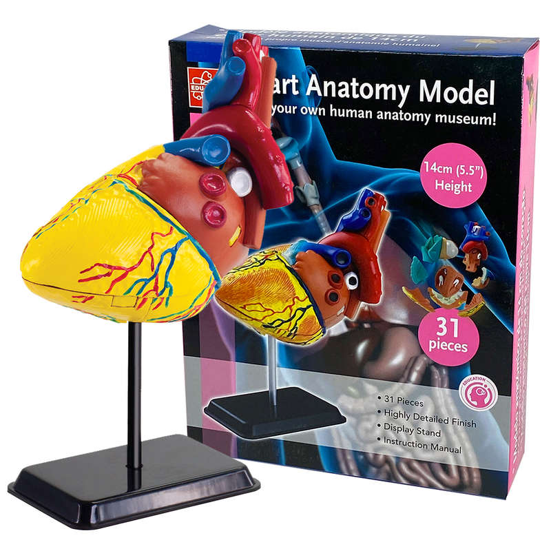 Edu-Toys - Anatomy Model - Heart - 31pcs