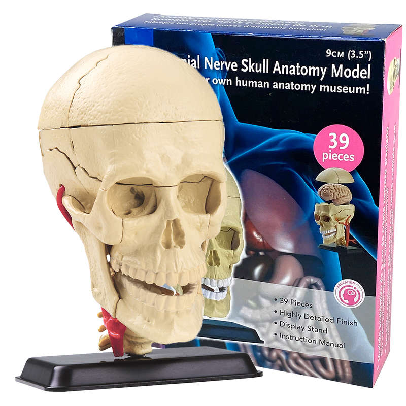 Edu-Toys - Anatomy Model - Cranial Nerve Skull - 39pcs