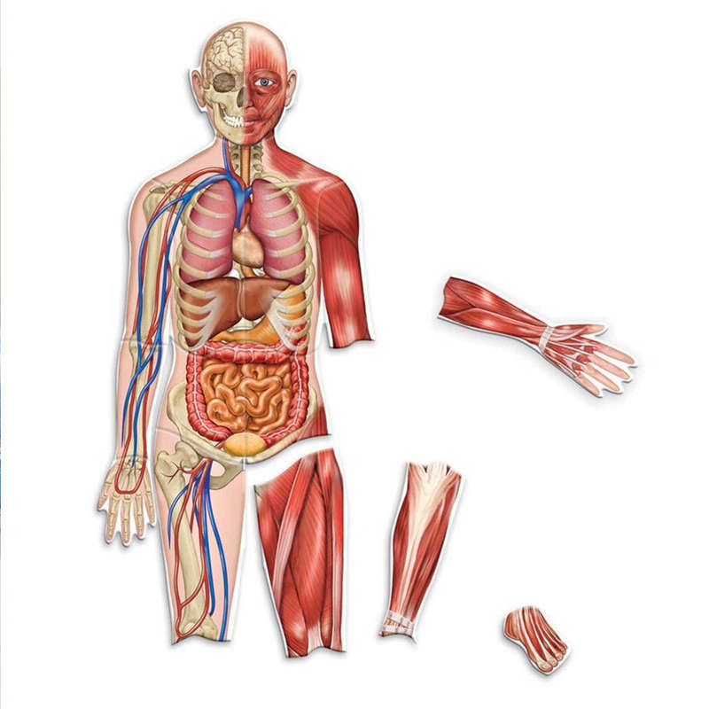 Learning Resources - Double Sided Magnetic Human Body Demonstration Set