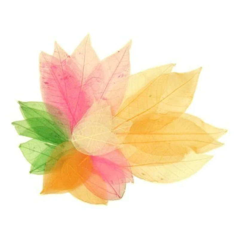 Anthony Peters - Skeleton Leaves - Bumper Assortment - 300pcs