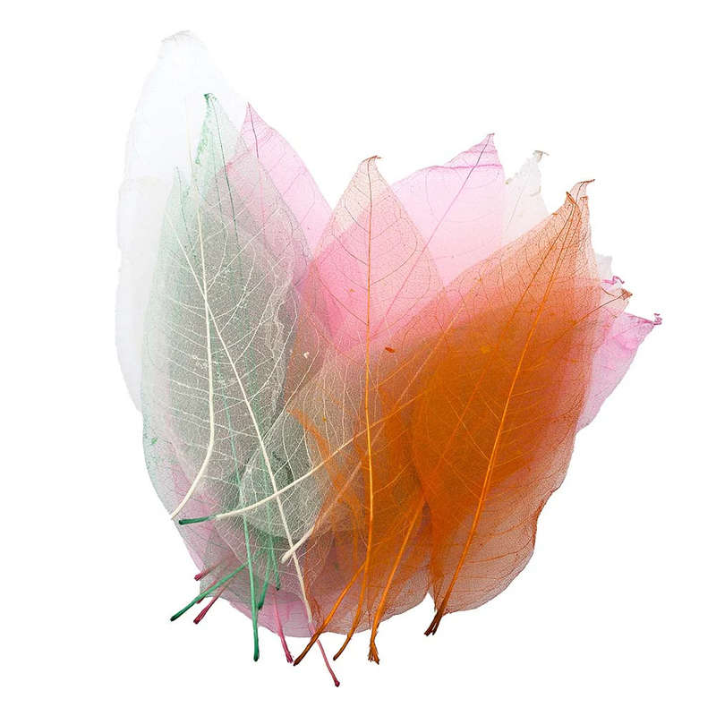 Anthony Peters - Skeleton Leaves - Bumper Assortment - 300pcs