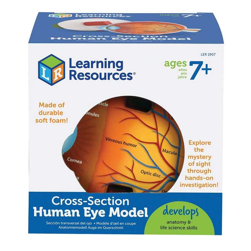 Learning Resources - Cross-Section Eye Model