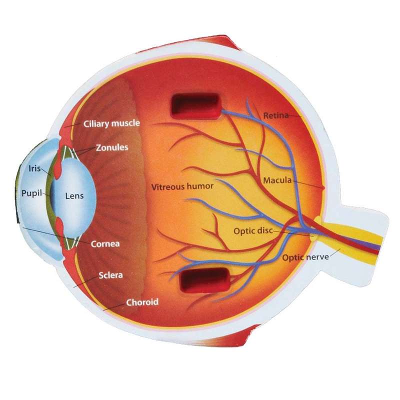 Learning Resources - Cross-Section Eye Model