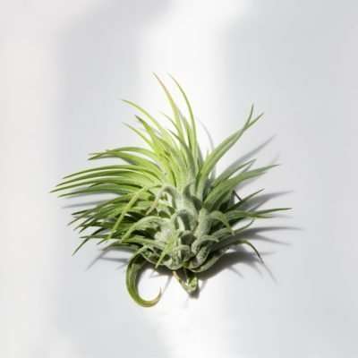 Air Plant - Ionantha Ionantha