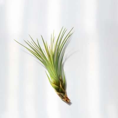 Air Plant - Tillandsia Melanocrater