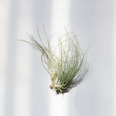Air Plant - Tillandsia Argentea