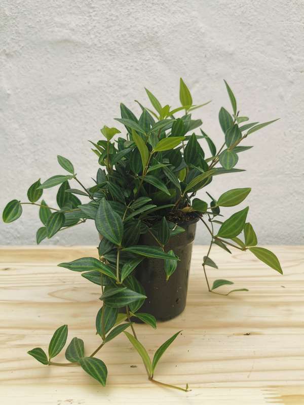 Beetle Peperomia  (Peperomia Angulata/Quadrangularis)