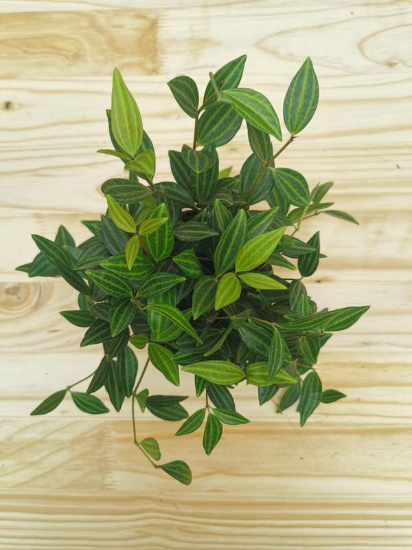 Beetle Peperomia  (Peperomia Angulata/Quadrangularis)